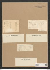 Licmophora lyngbyei (Kuetz.) Grun. (de-Toni-Nr.: Genus 86, Species 2965) Zeichnungen Sammlung Grunow Nr. 6009 (NHMW-BOT-W0374505)